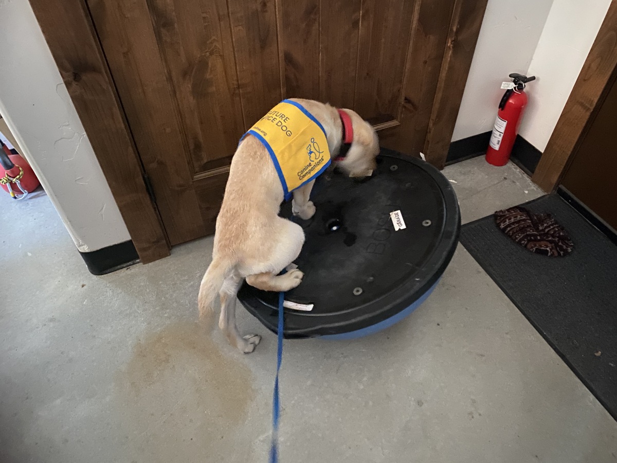Acrobatics on the upside-down BOSU ball!