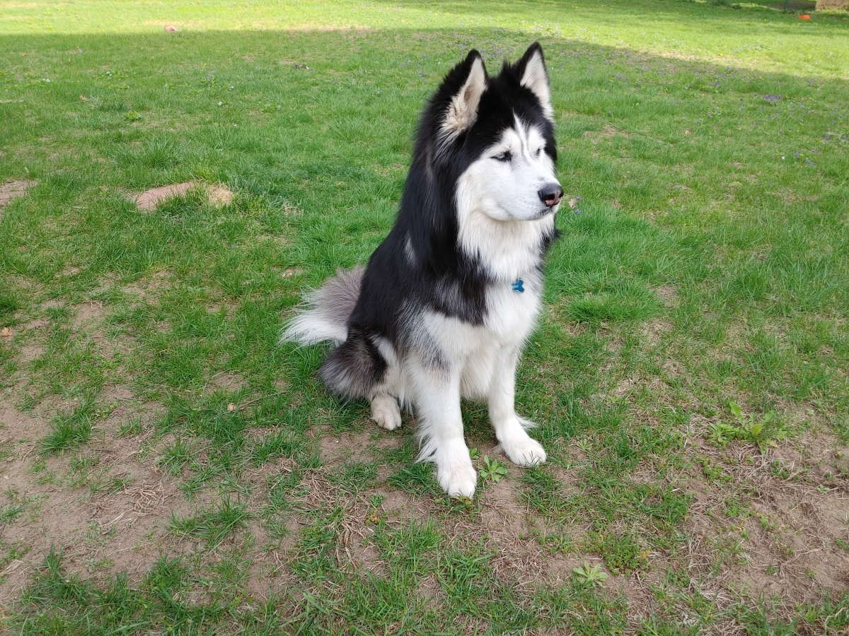 2025 Pet Calendar