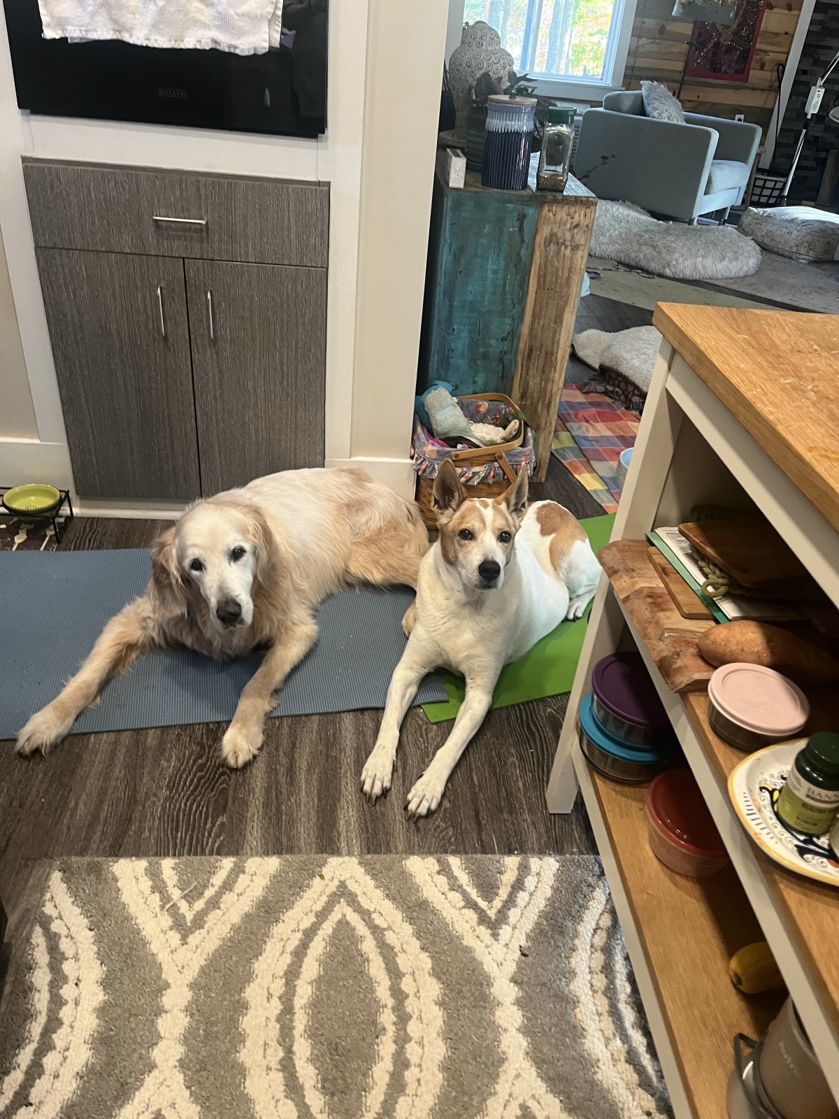 Sadie and her BFF Haywards waiting for a snack?