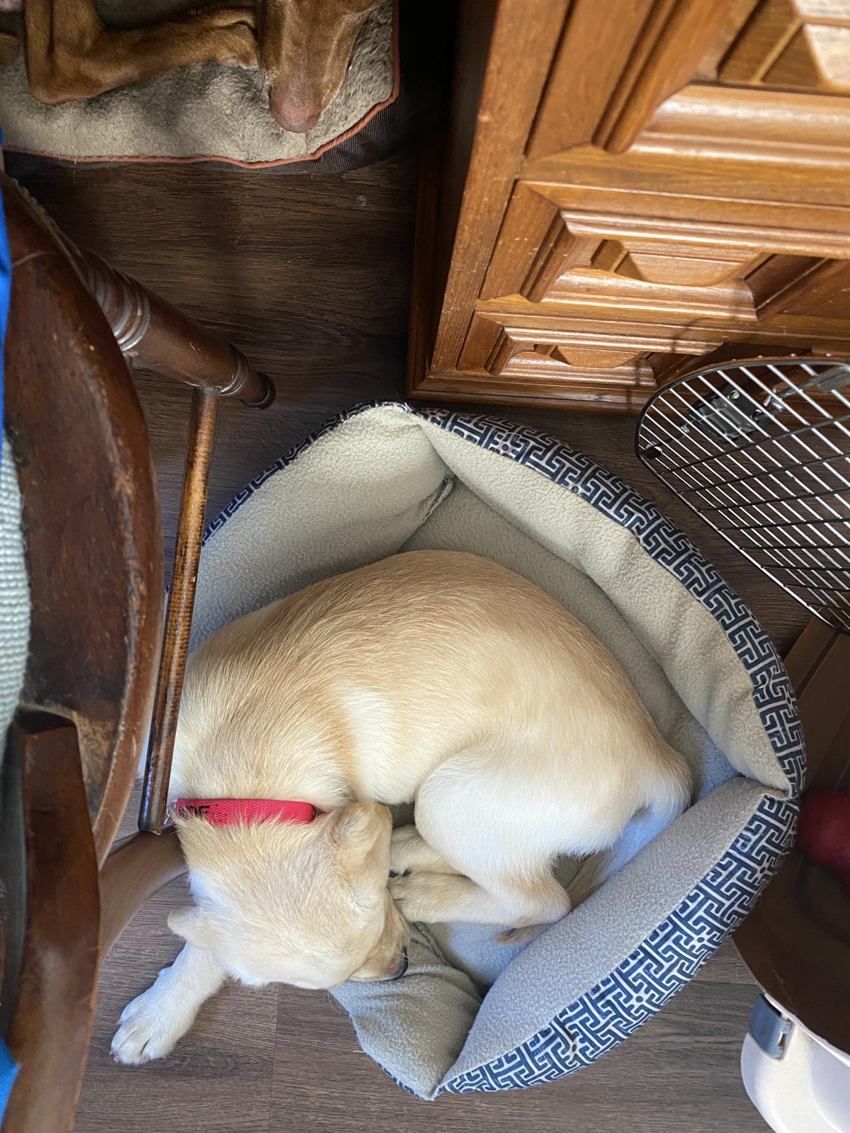 When I still fit in my puppy bed