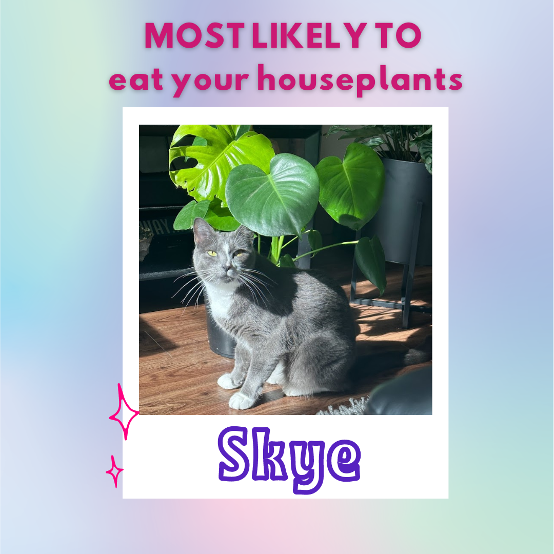 Most likely to eat your houseplants: SKYE! (You can see the evidence in the photo)