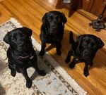 Mena, Woolah and Emma