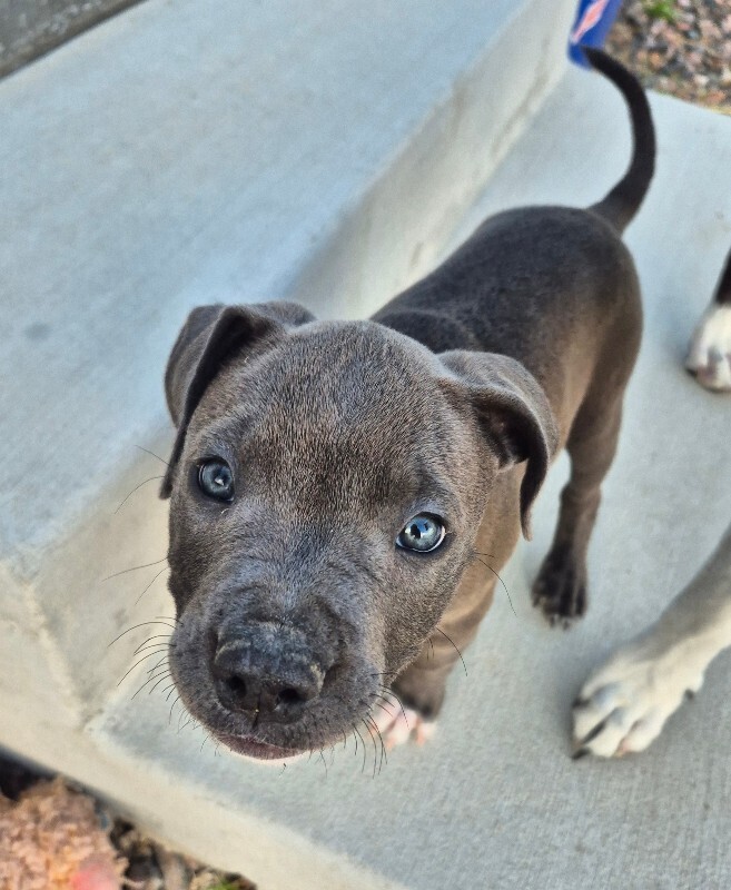 Foster Pup Seal!