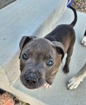 Foster Pup Seal!