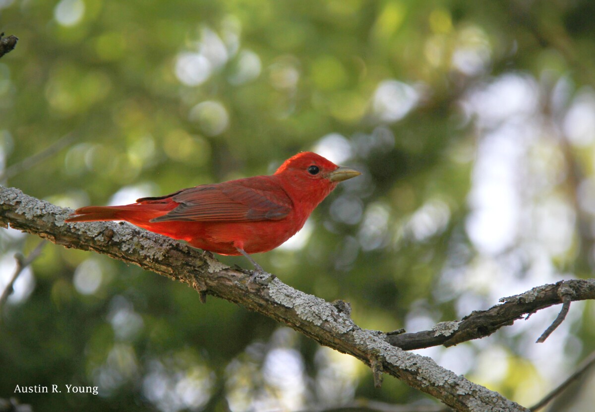 Summer Tanager