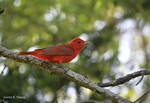 Summer Tanager