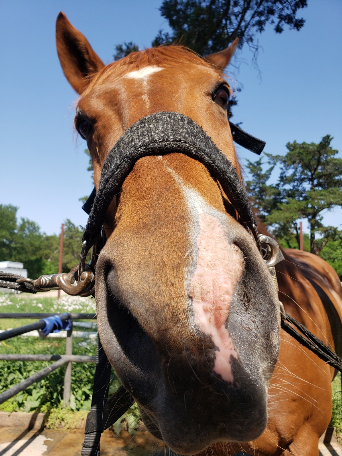 Helping out friends can walk on four paws Or four Hooves!