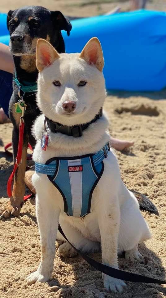 Freya & Clover enjoying the beach