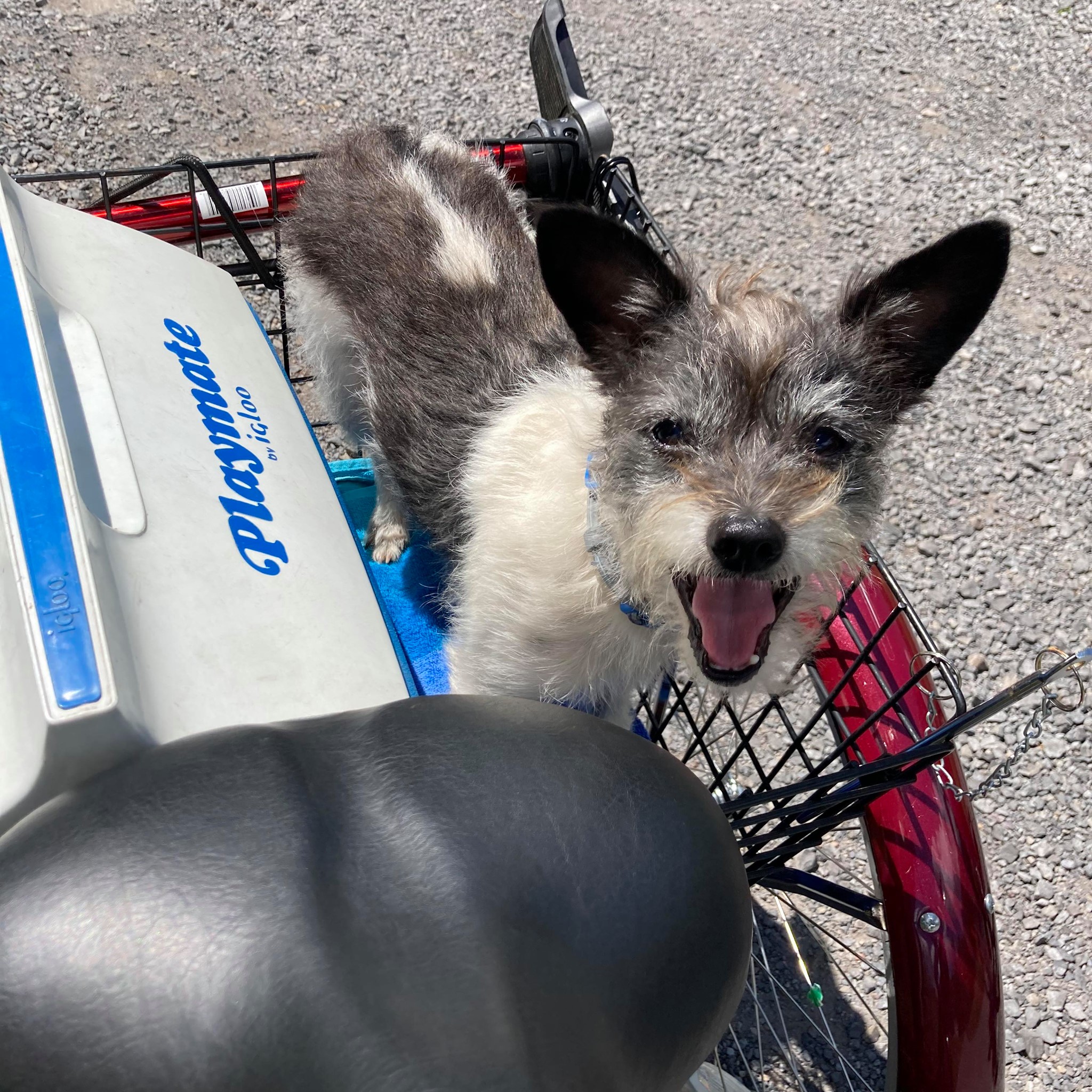 ACE riding the Creeper Trail - He was the only survivor of a litter of puppies born under a trailer & eaten alive by fleas