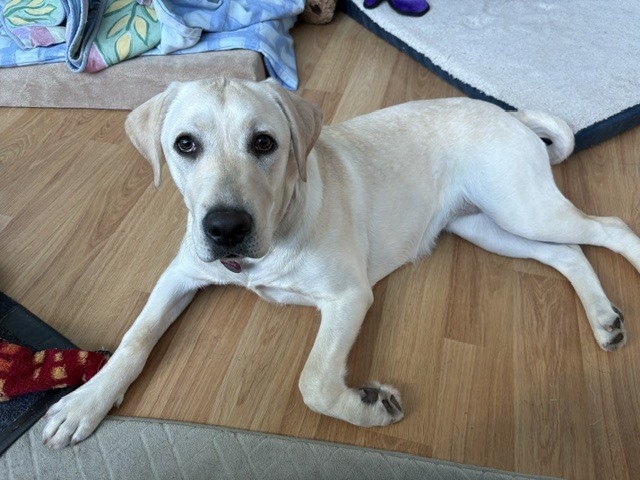 Puppy 19 Banyan