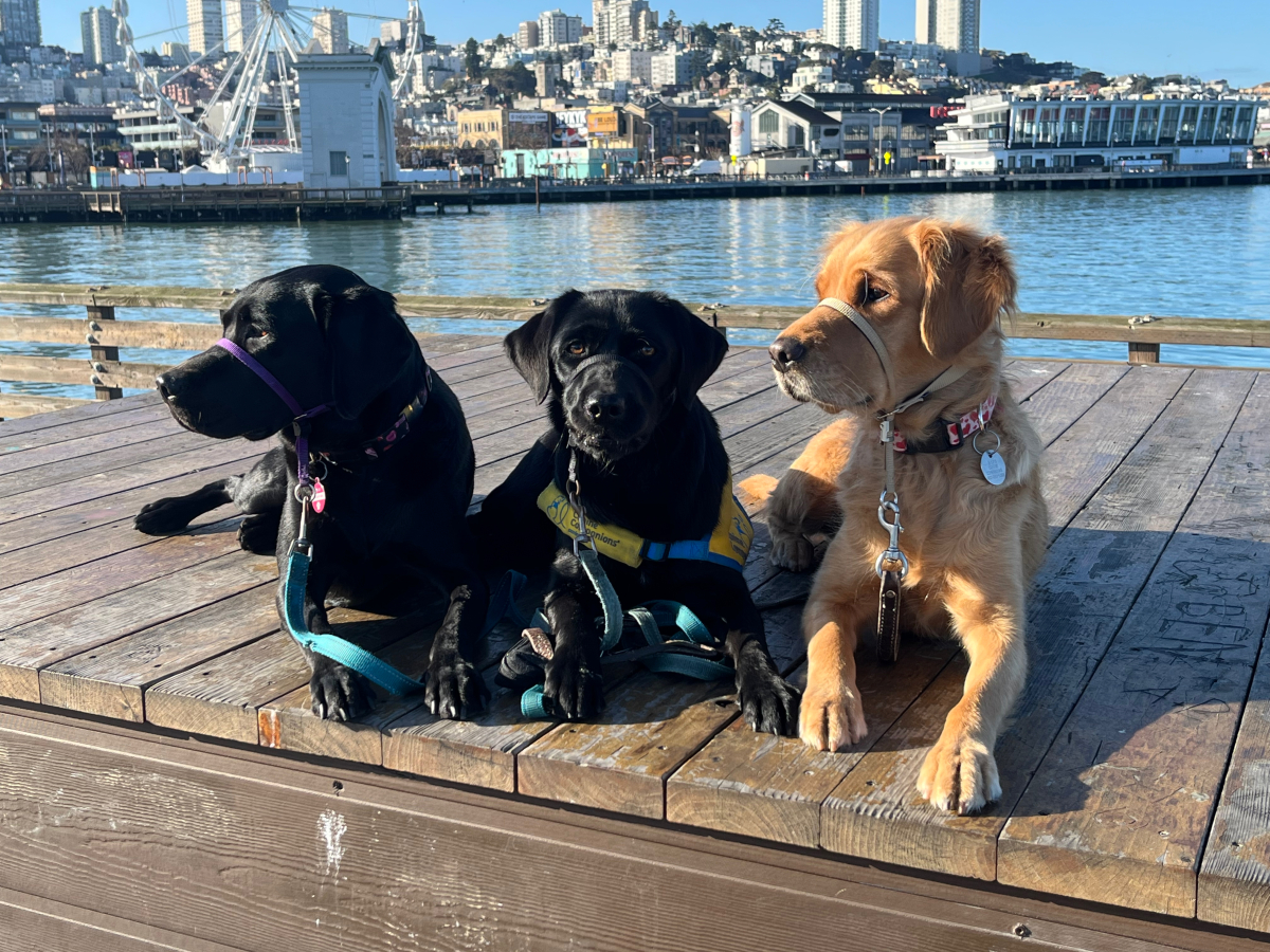 Fisherman's Wharf --- Mina, Millie & Galena