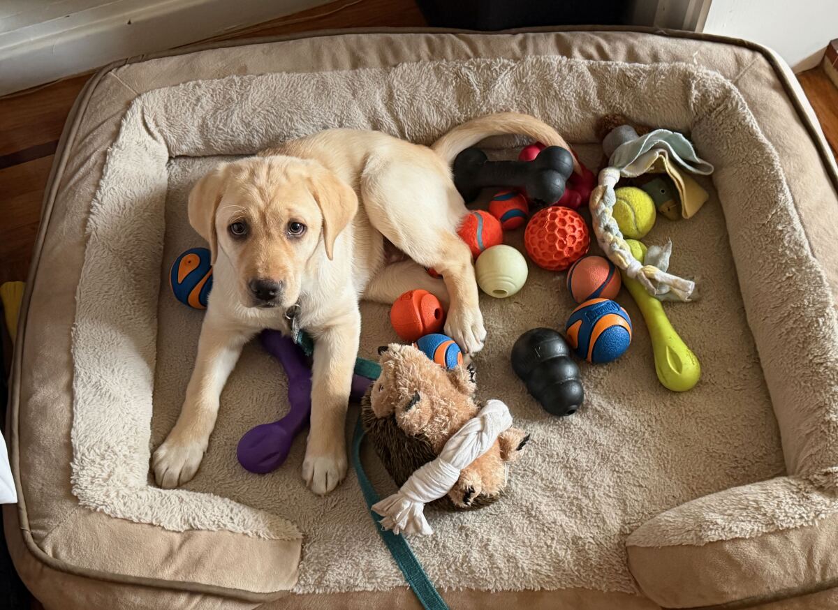 Toys Toys Toys!!  Give Me More
