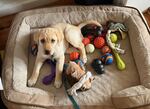 Toys Toys Toys!!  Give Me More