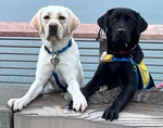 Best Friends Forever