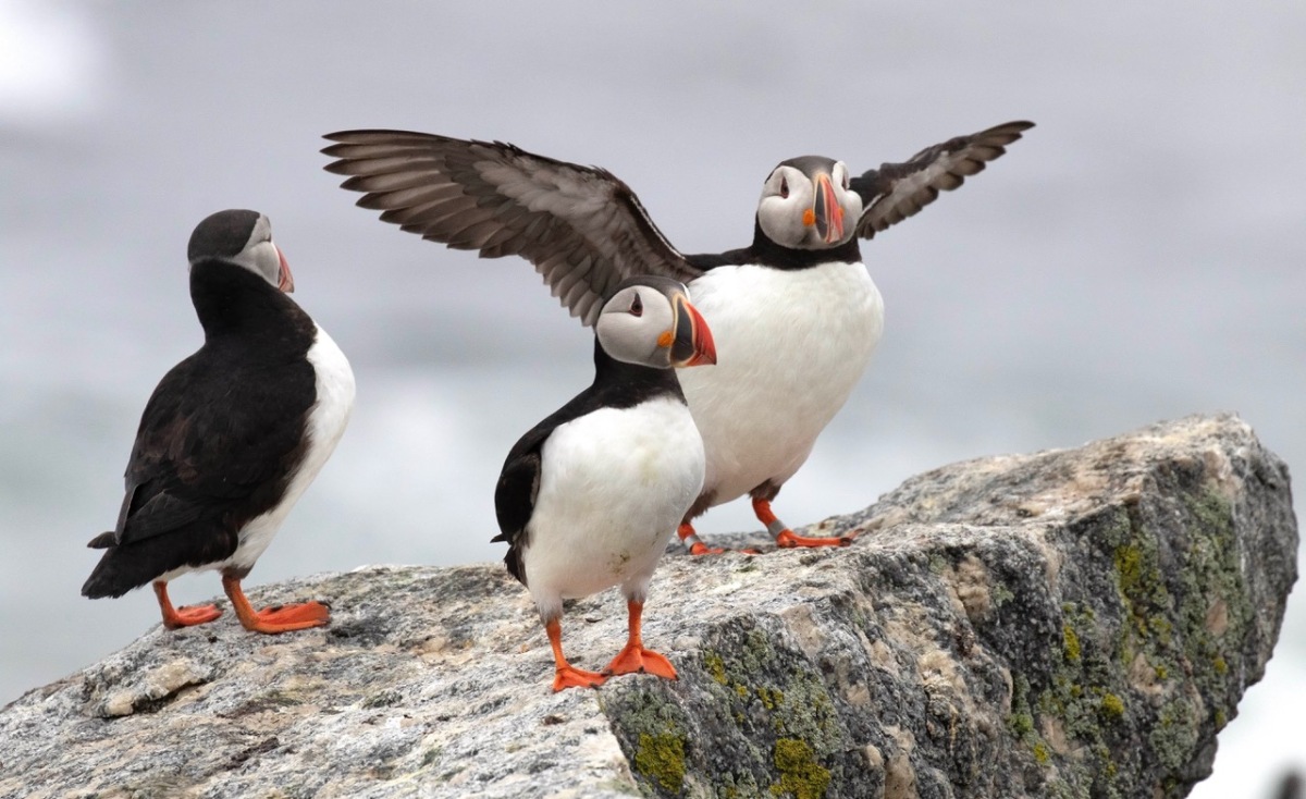 Atlantic puffin trio, Maine (©Scott Weidensaul)