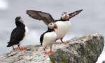 Atlantic puffin trio, Maine (©Scott Weidensaul)