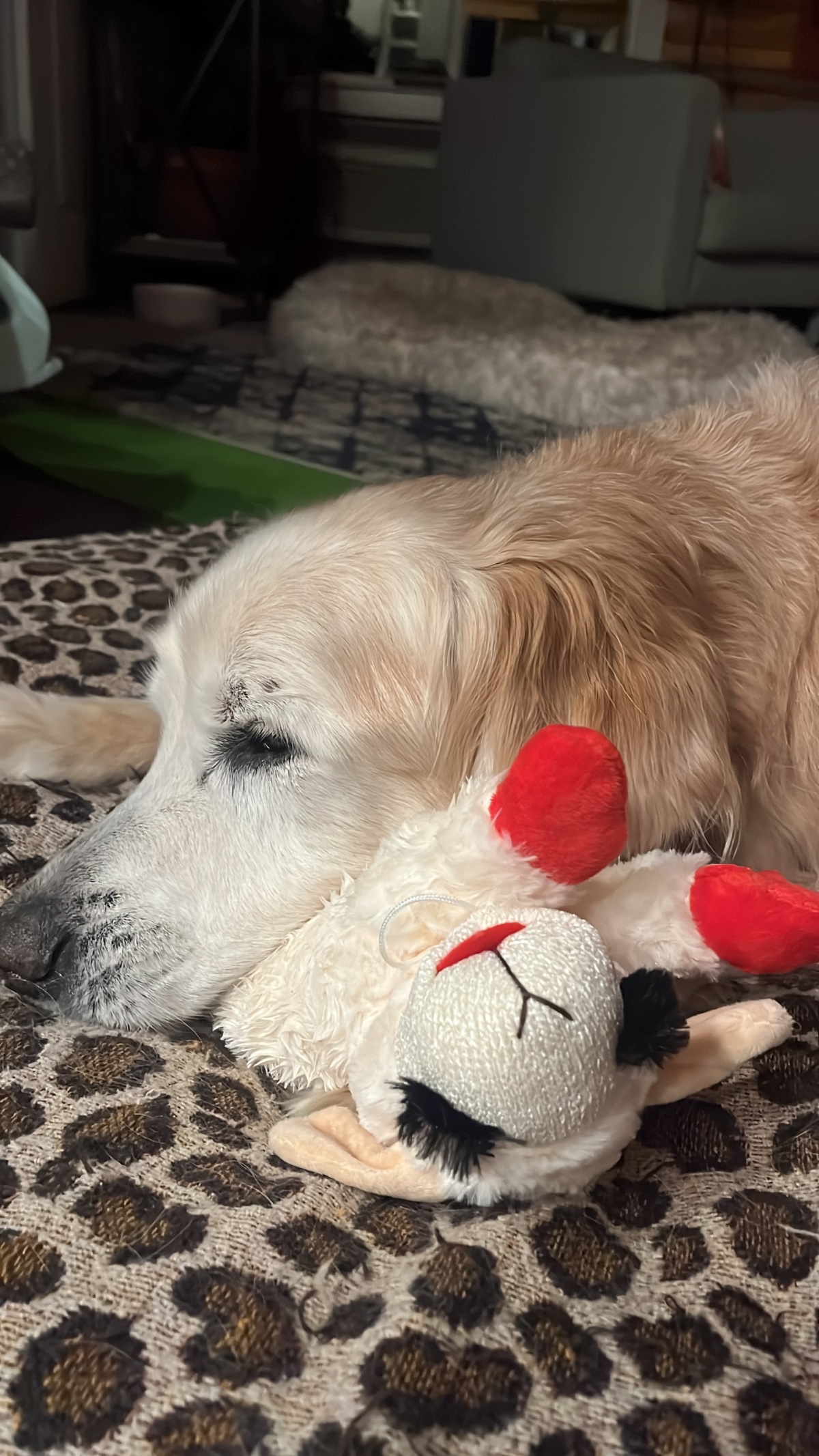 Haywards with his favorite toy Lambchop