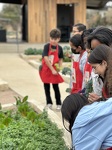 Cultivating Salad Ingredients!