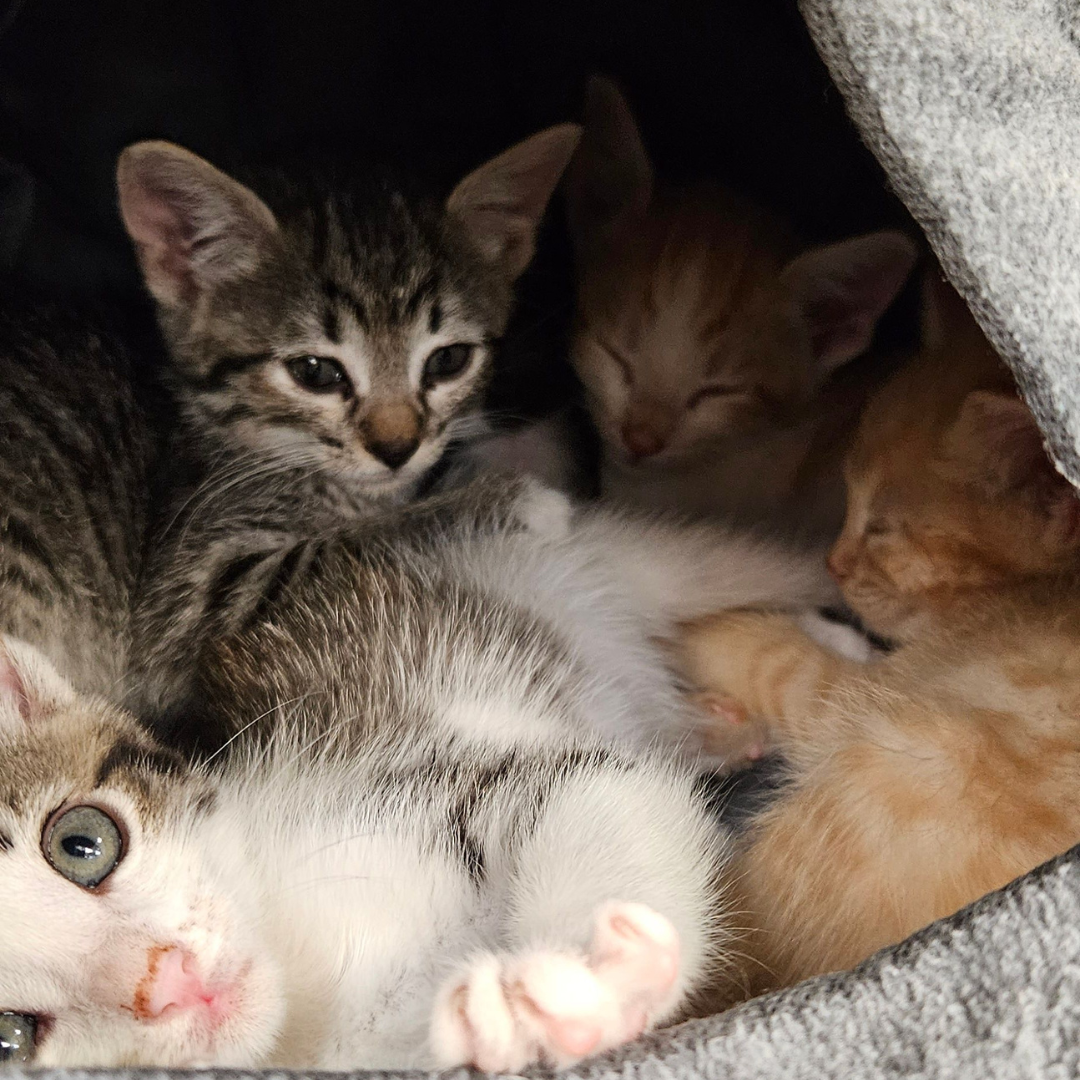 A group of kittens we brought to Poudre Pet and Feed for a Kittens and Cupcakes staff reward