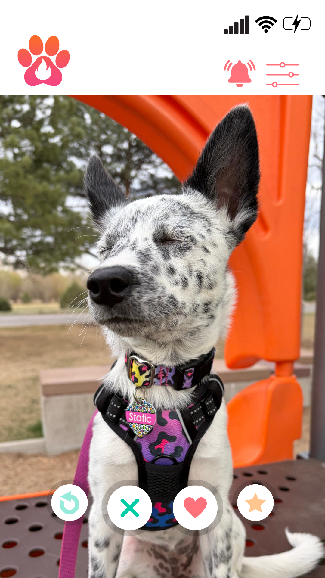 Love that breeze in my fur!