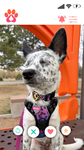 Love that breeze in my fur!