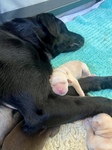 2-days old!