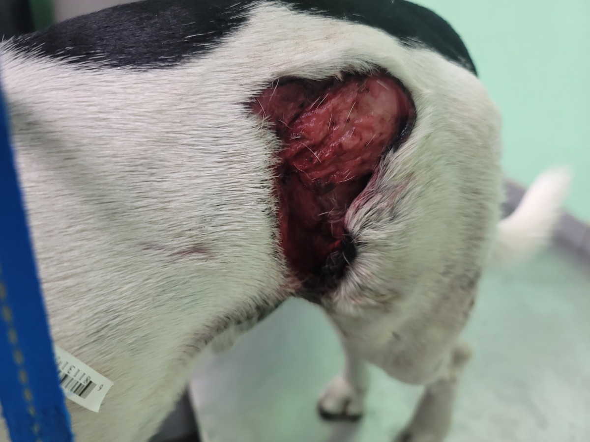 Mr. Chomp Wound 3