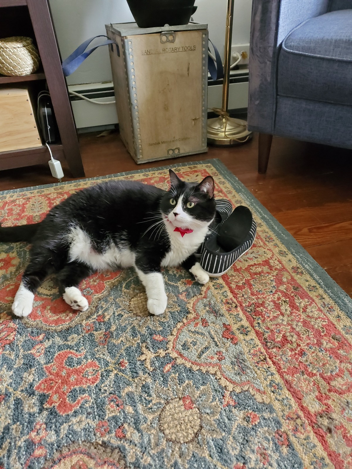 Charlie (F)- Rescued 2017 Seattle, WA