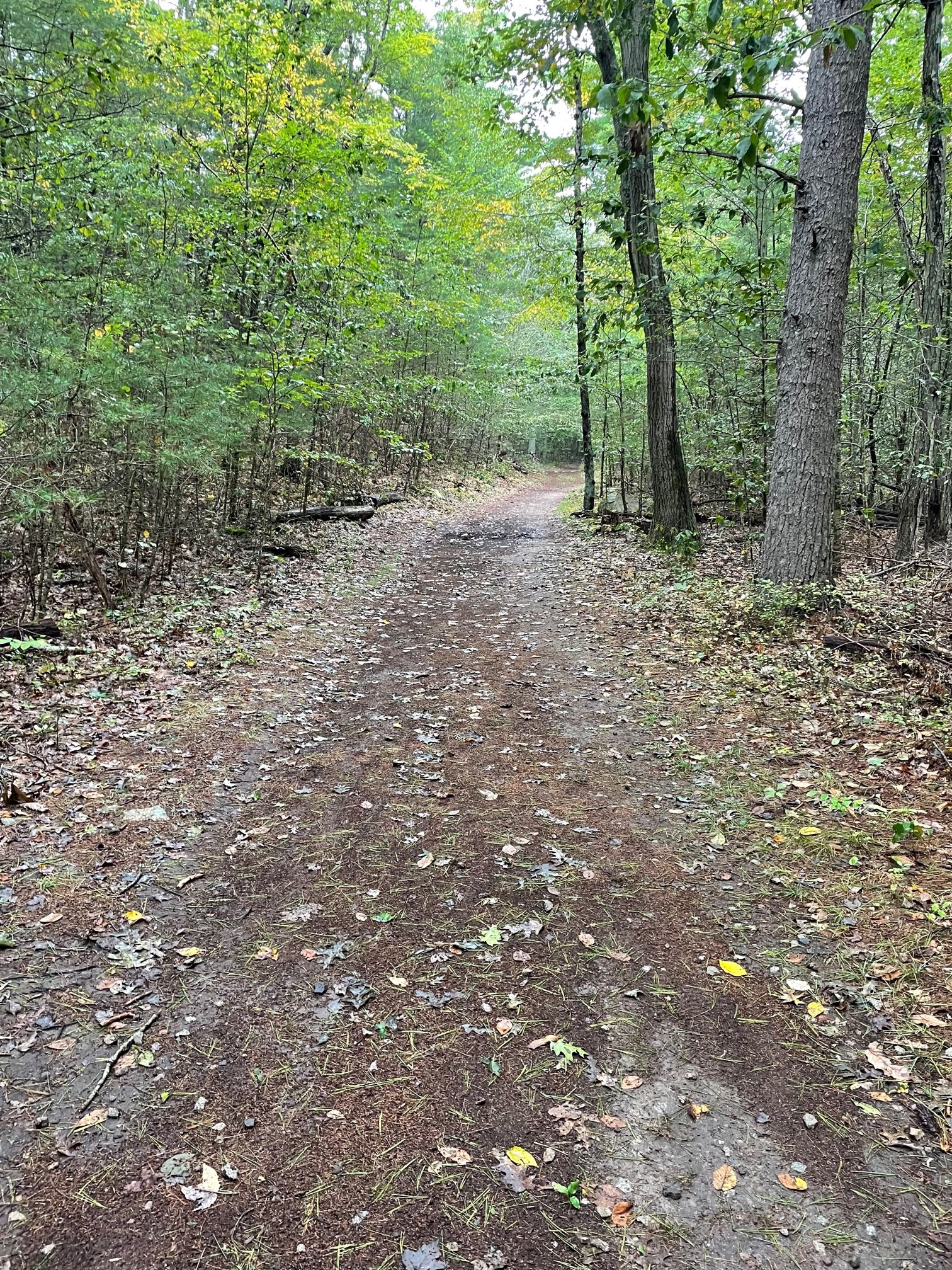 Whitney Woods, Cohasset, 9/30/23