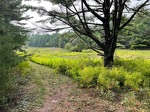 Myles Standish State Forest, Carver, 10/1/23