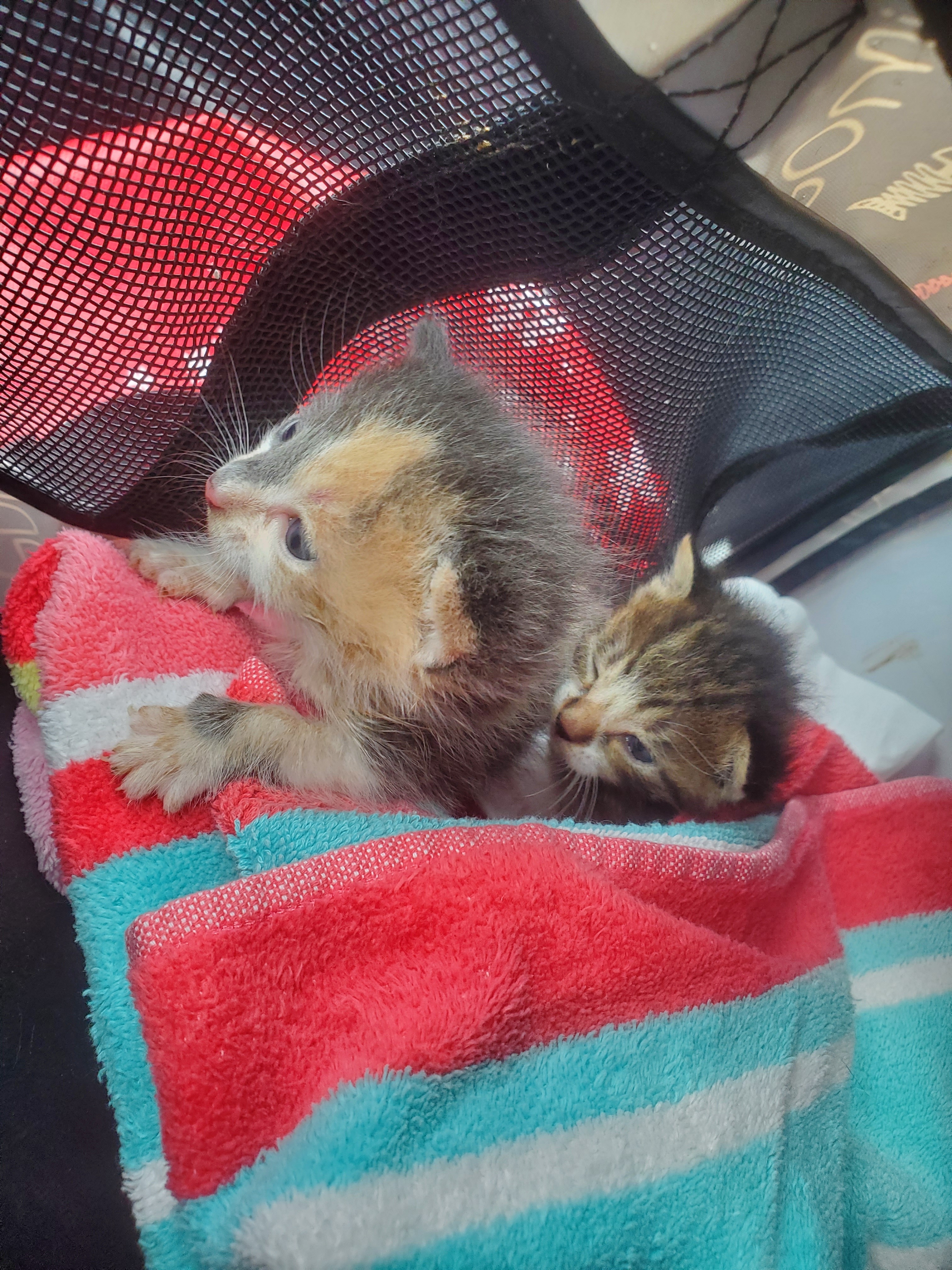 Rescued from Miami. Mom didn't come back & their siblings died overnight.