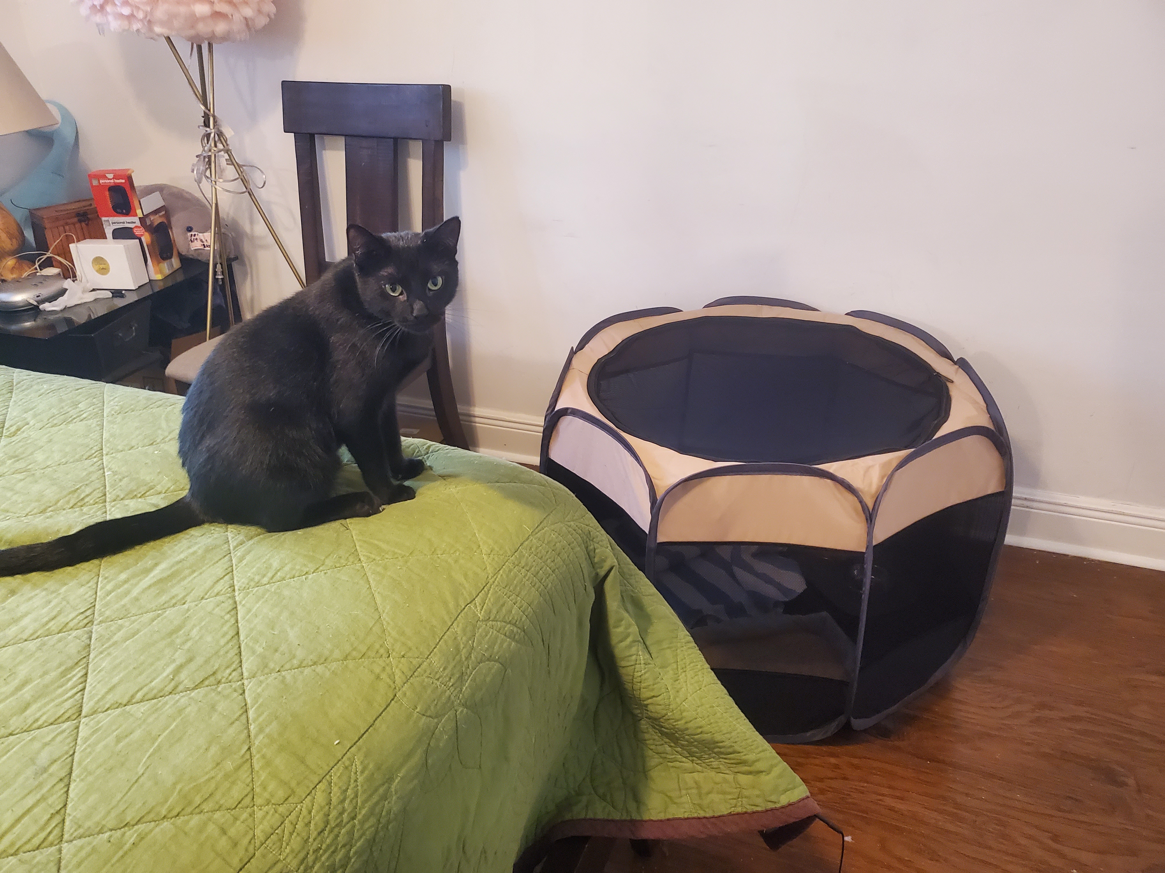 My Luna(tic) keeping an eye on 1 of the hotel guests passing through