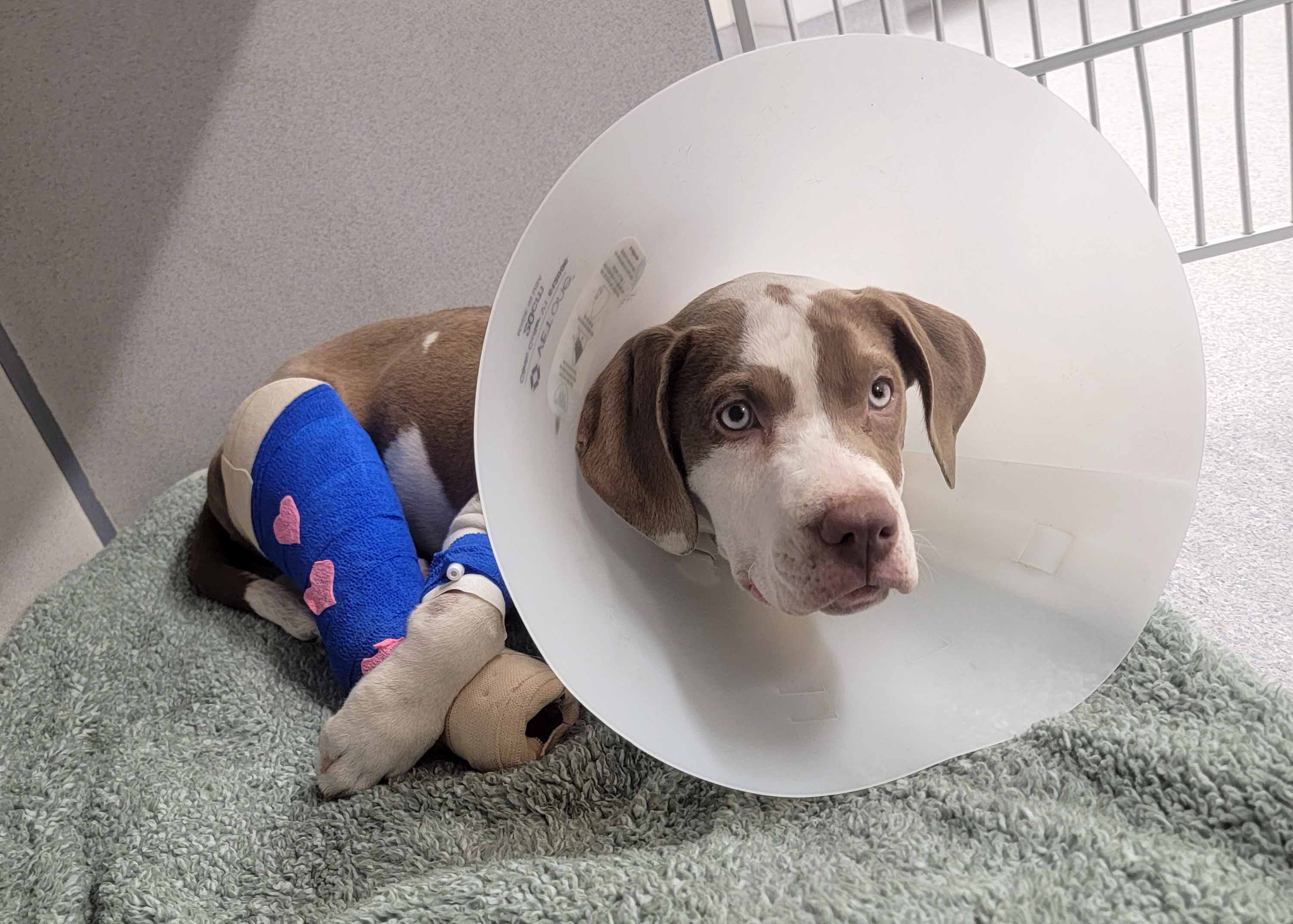 Osiris has a fractured right tibia and fibula caused by suspected abuse. He needed a special surgery to recover.
