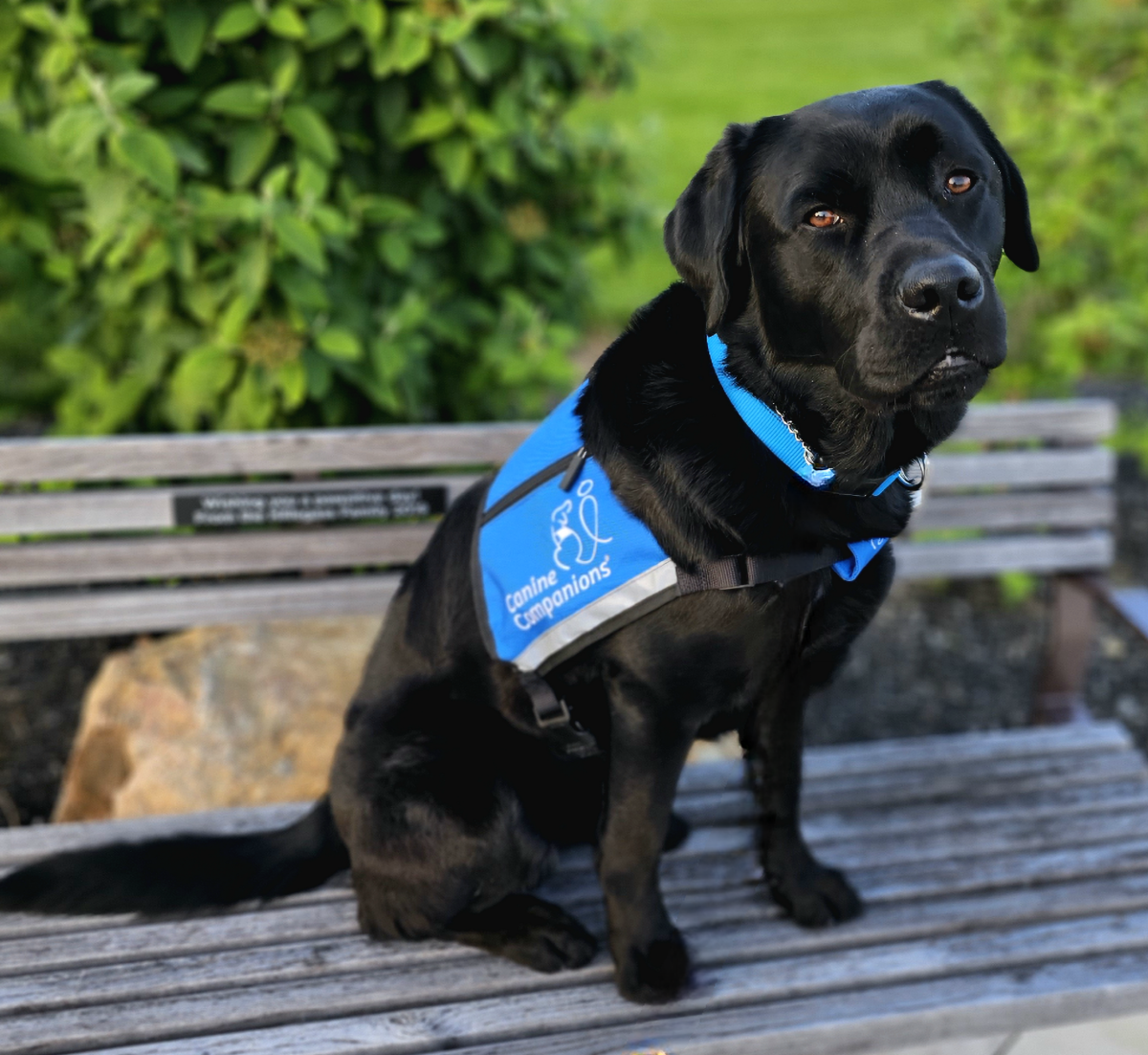 Tank IV - Facility Dog at Easterseals