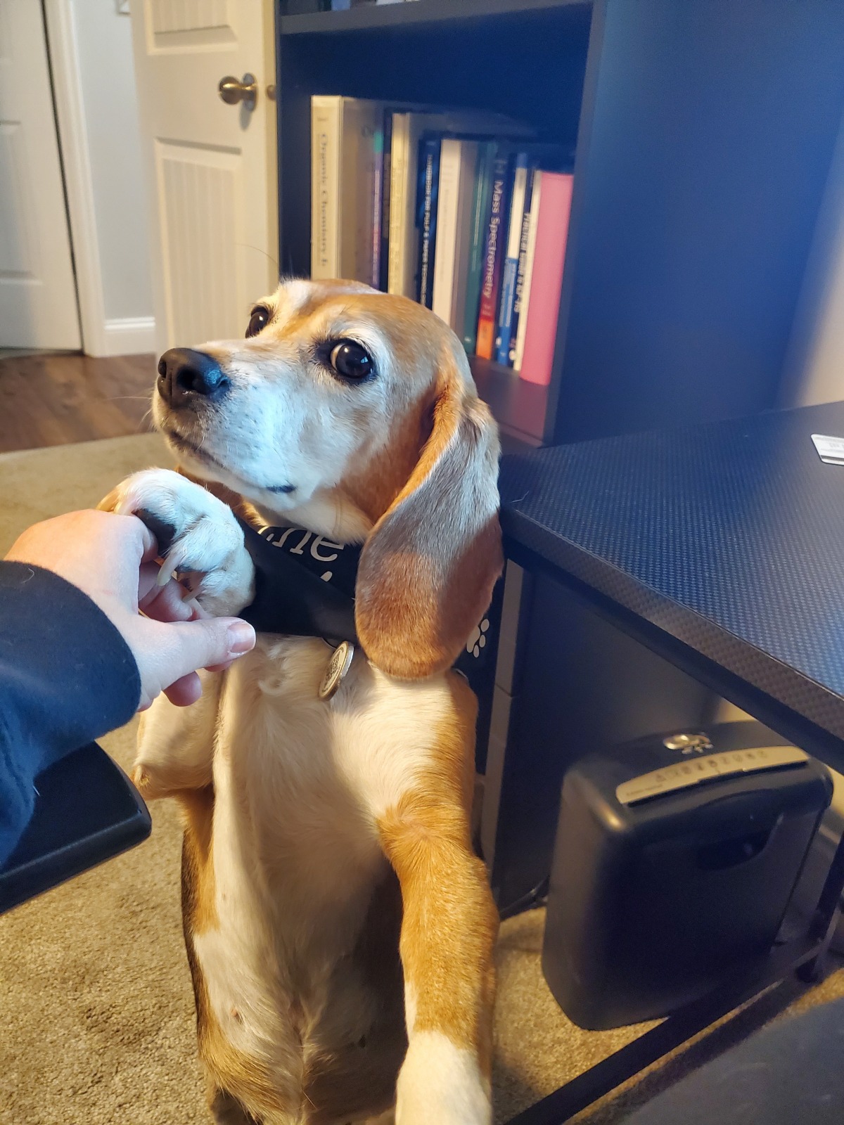 I Wanna Hold Your Hand