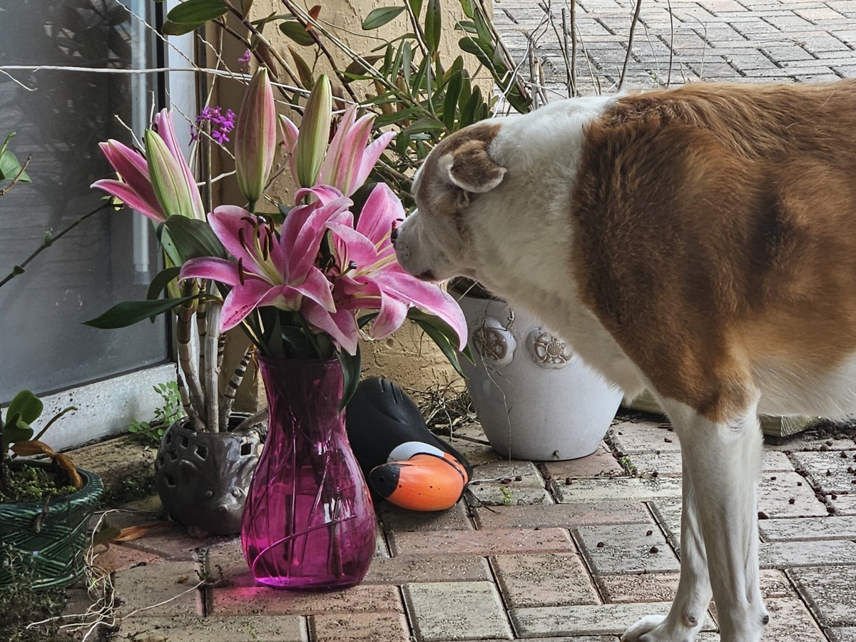 Abbie smelling the flowers