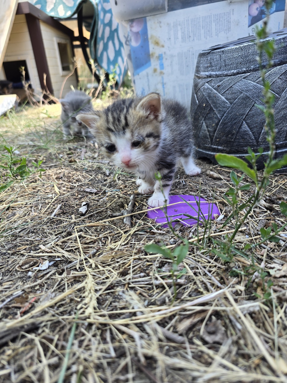 Kittens Needing Help