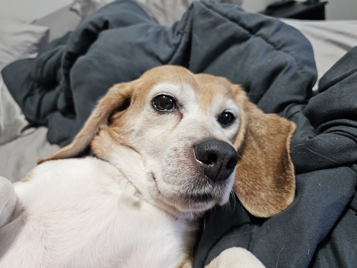 Draw Me Like One of Your French Pups