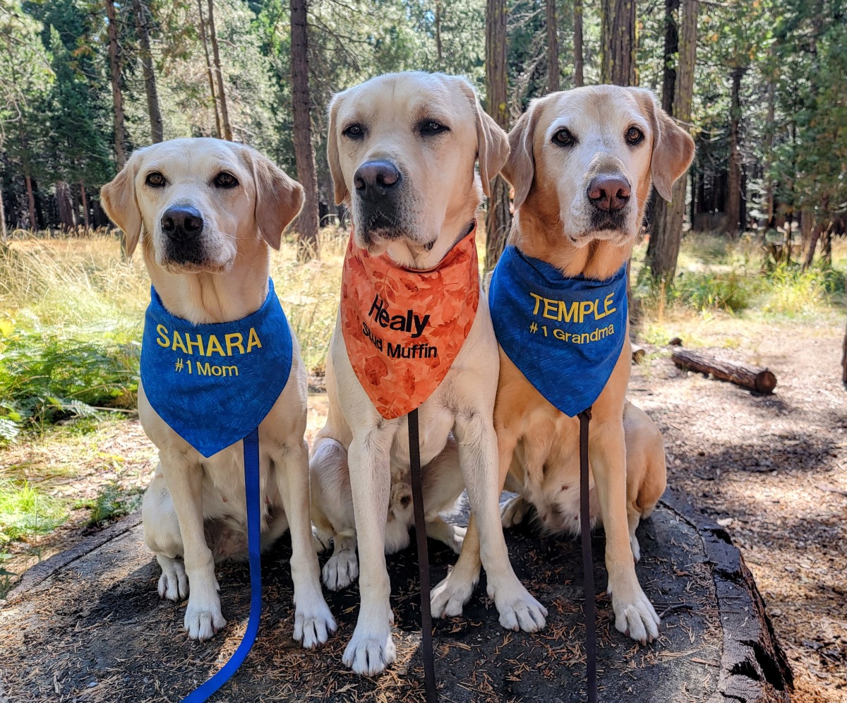 Sahara (retired breeder), Healy (active breeder), and Temple (retired breeder)