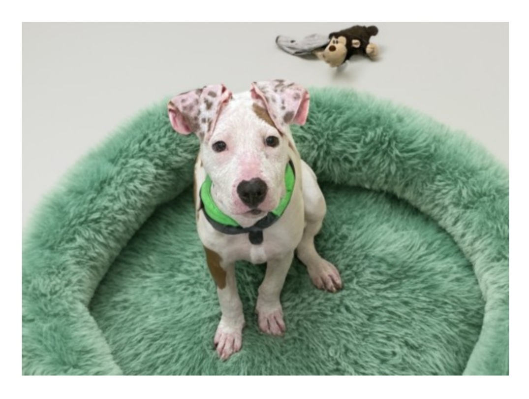 Benjamin after treatment and ready for his forever family!