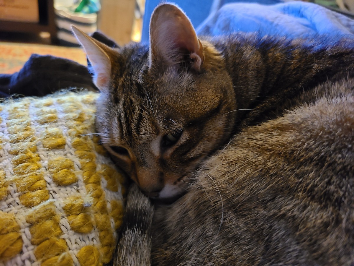 Cherry (F)- Rescued 2010 Washington, DC