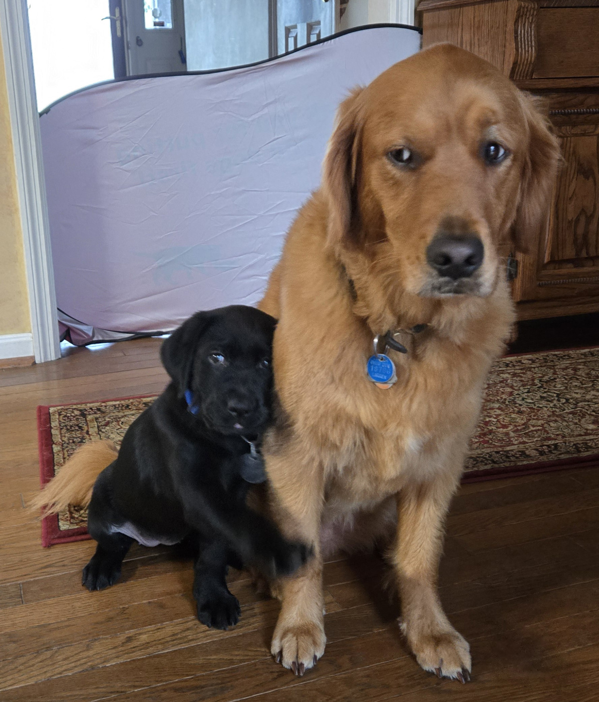 Aspen meets Lady