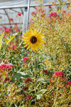 Native Plants and Indigenous Food Systems 