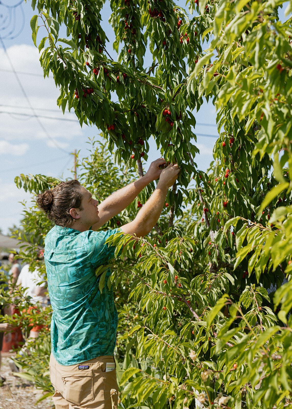 Harvesting