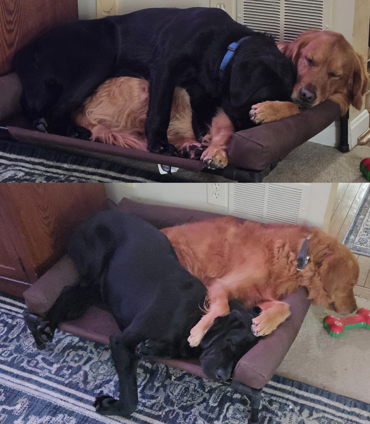 Lady & Aspen napping
