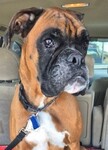 Foster Dog Keanu!