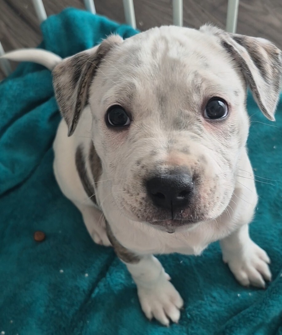Foster Pup Gladys!