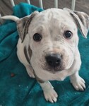 Foster Pup Gladys!