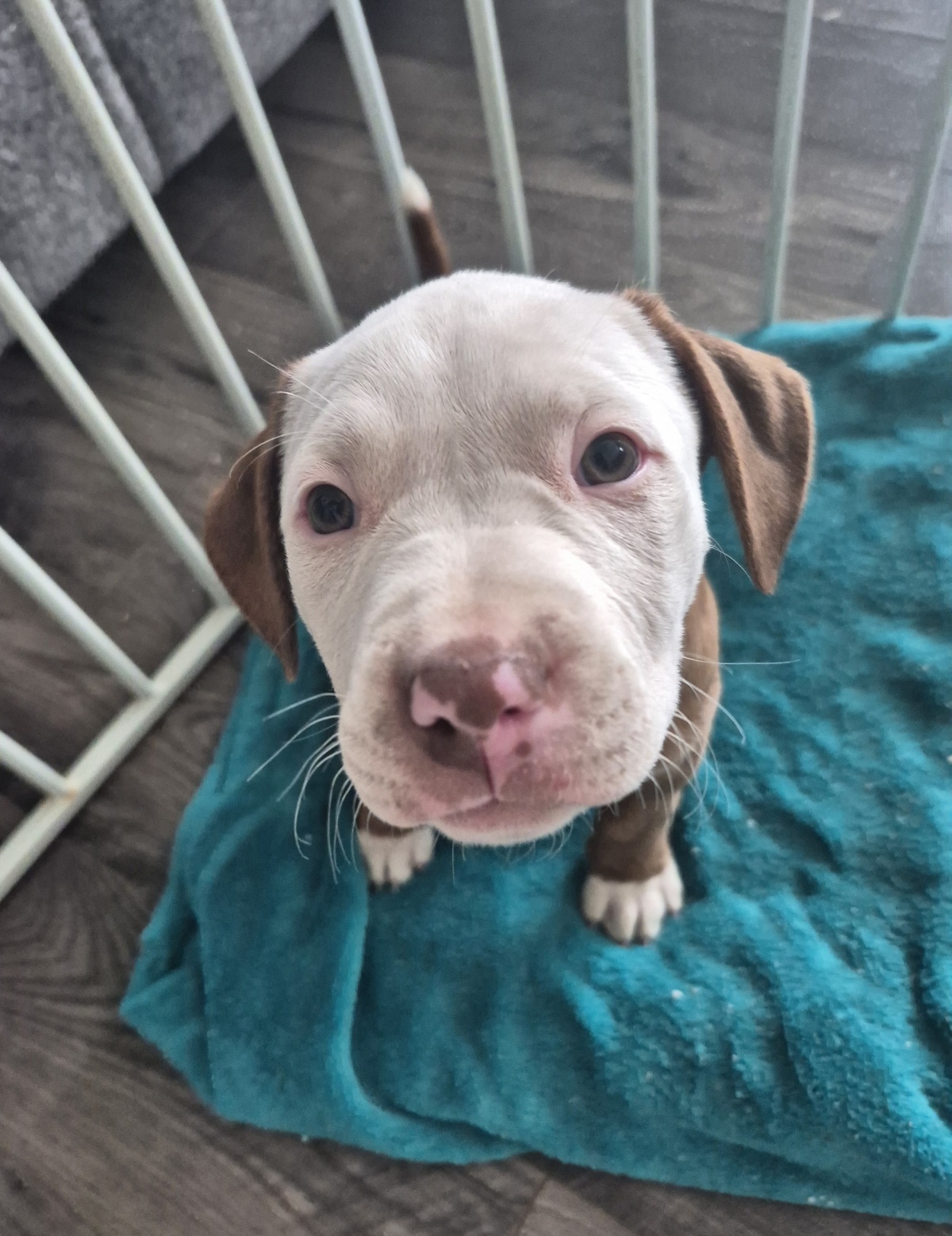 Foster Pup Mackenzie!