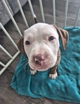 Foster Pup Mackenzie!